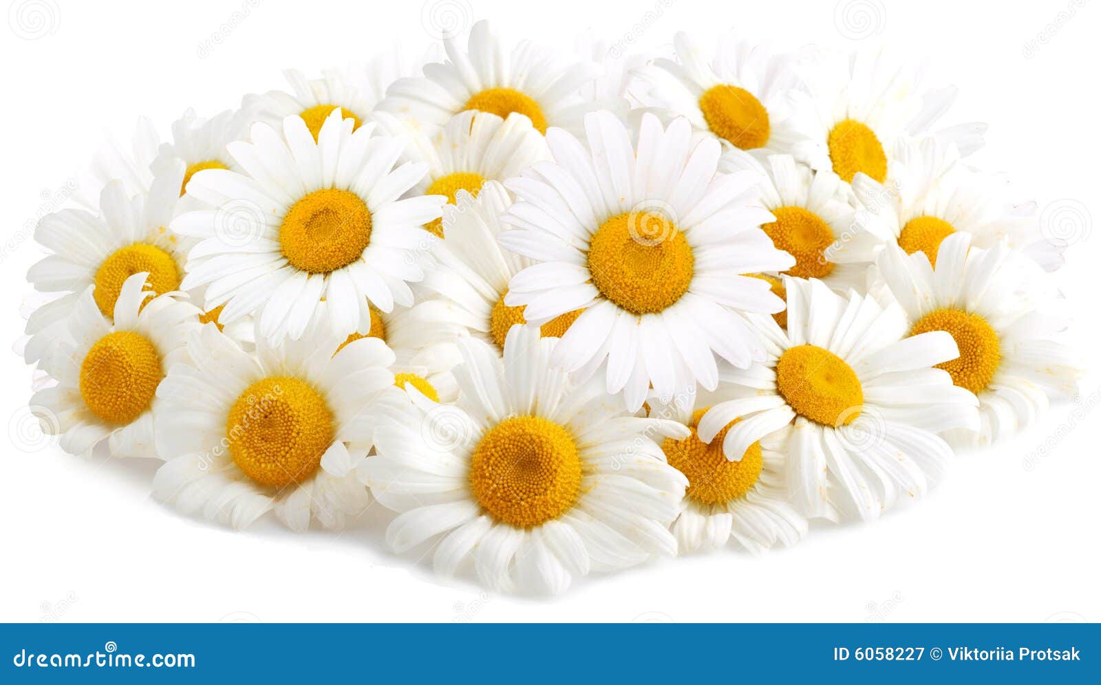 White daisies stock image. Image of bloomy, nature, daisy 6058227