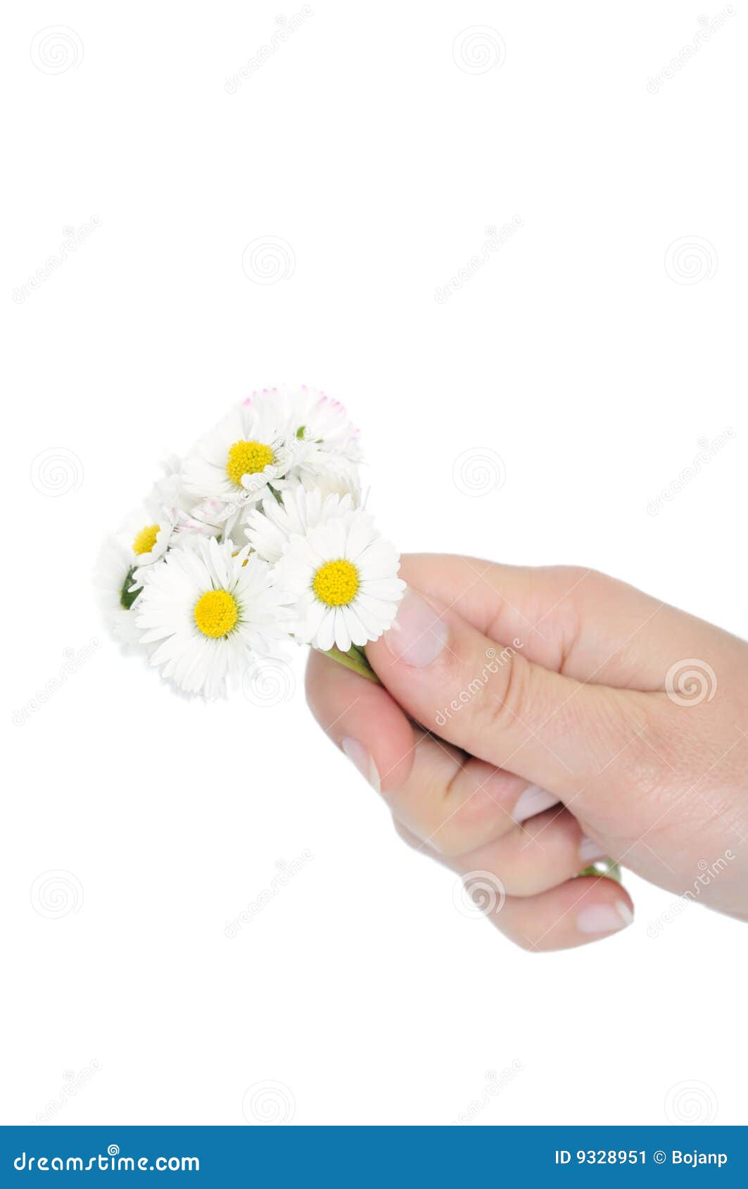 White daisies stock image. Image of care, decoration, aromatherapy