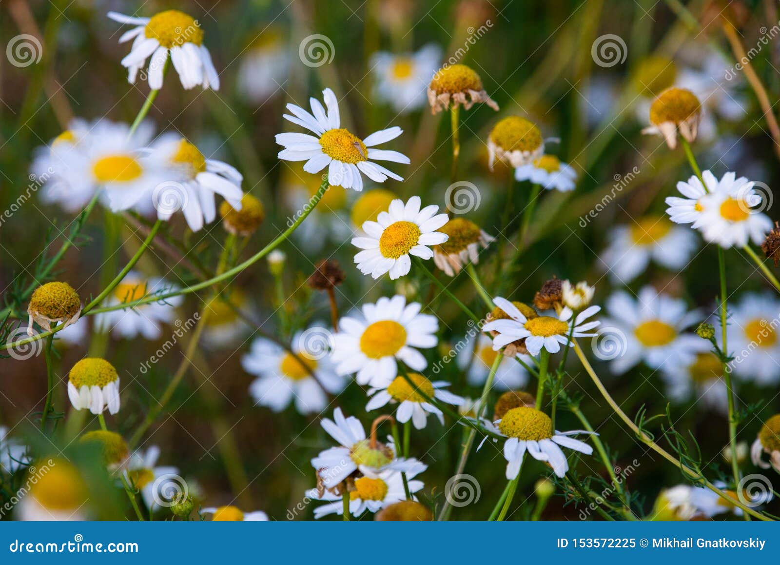 White Daisies in a Chamomile Field Stock Image Image of chamomile
