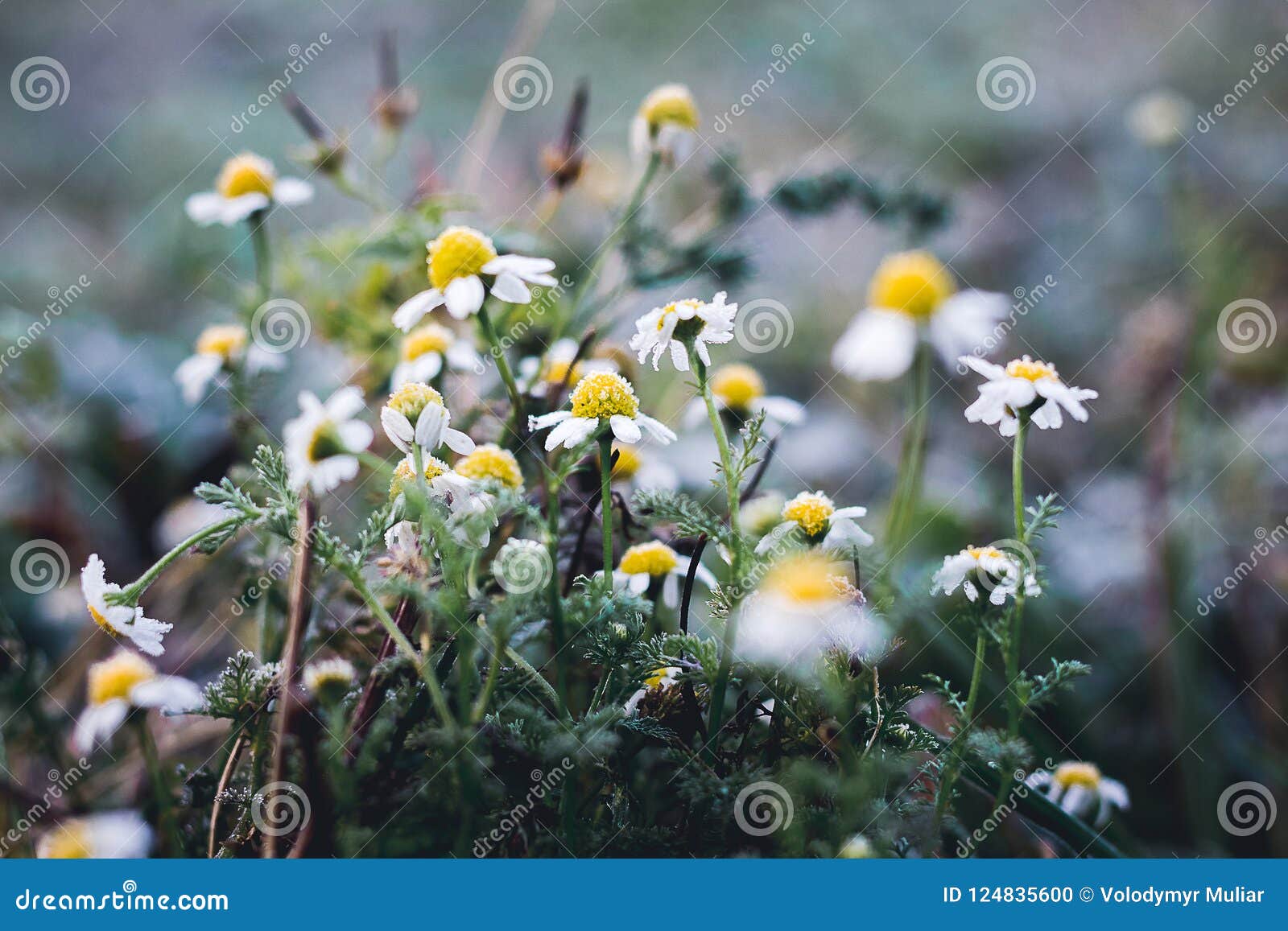 White Daisies Covered with Frost. Approximation of Winter_ Stock Photo