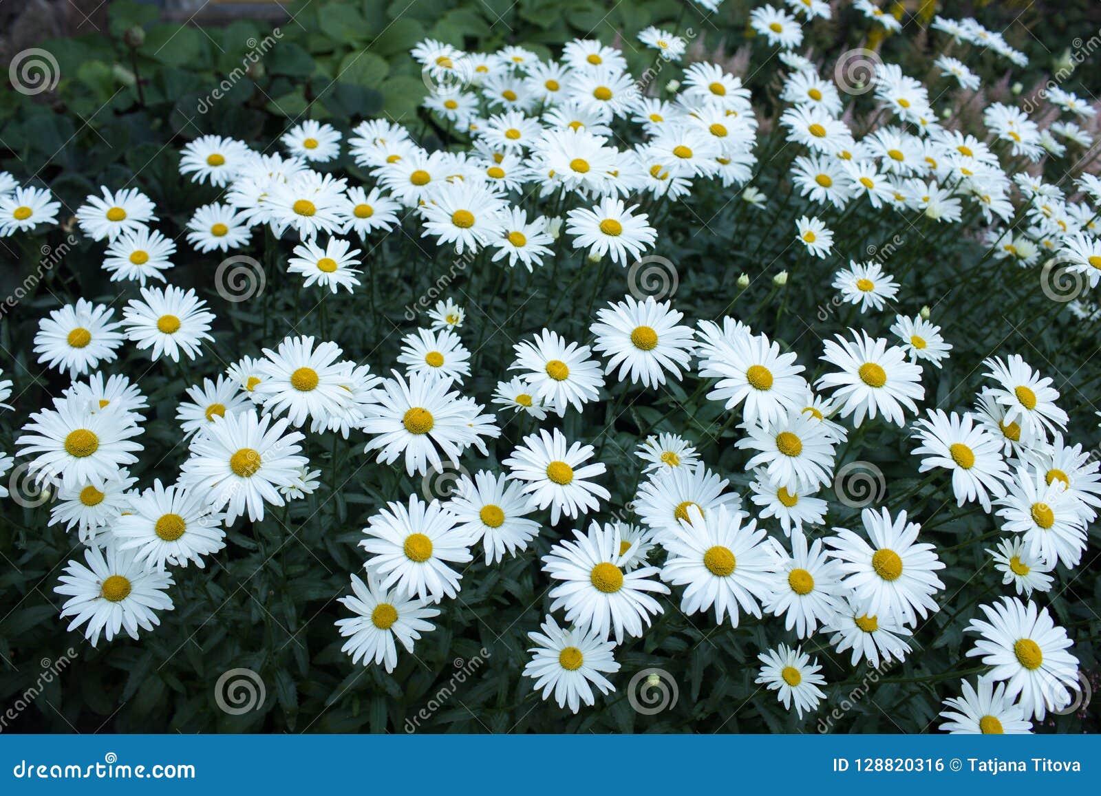 White Daisies Flower Bed in the Garden Stock Photo Image of colorful