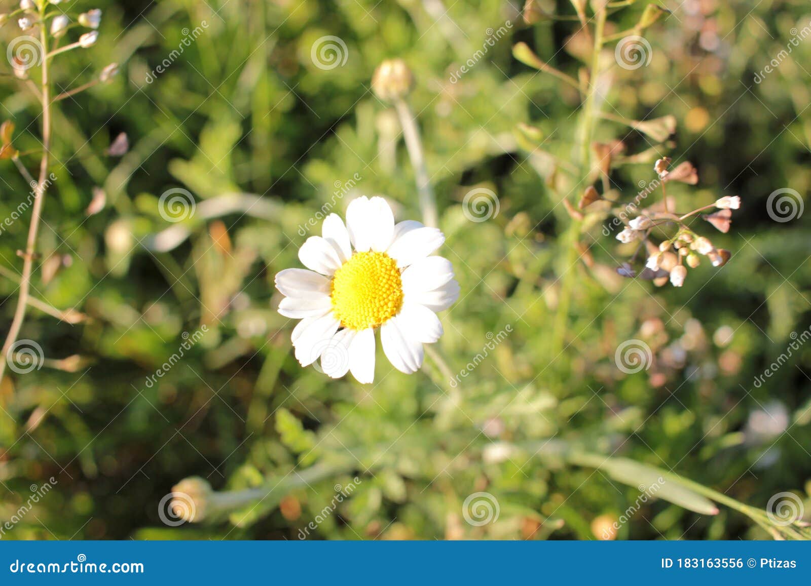 white daisies in the grass. medical plant ÃÂ¡amomile flowers on the meadow on a sunny day. summer daisies field.