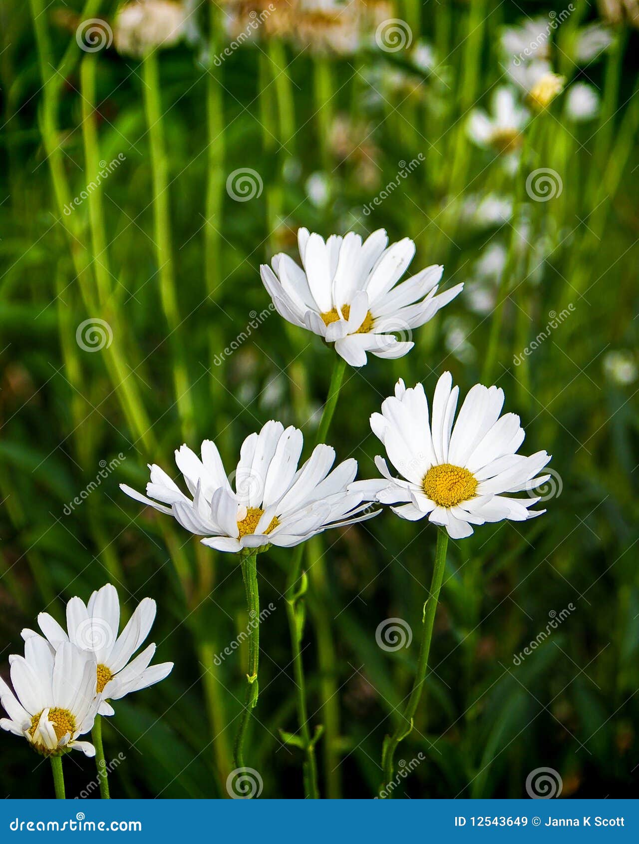 White daisies growing wild stock image. Image of green 12543649