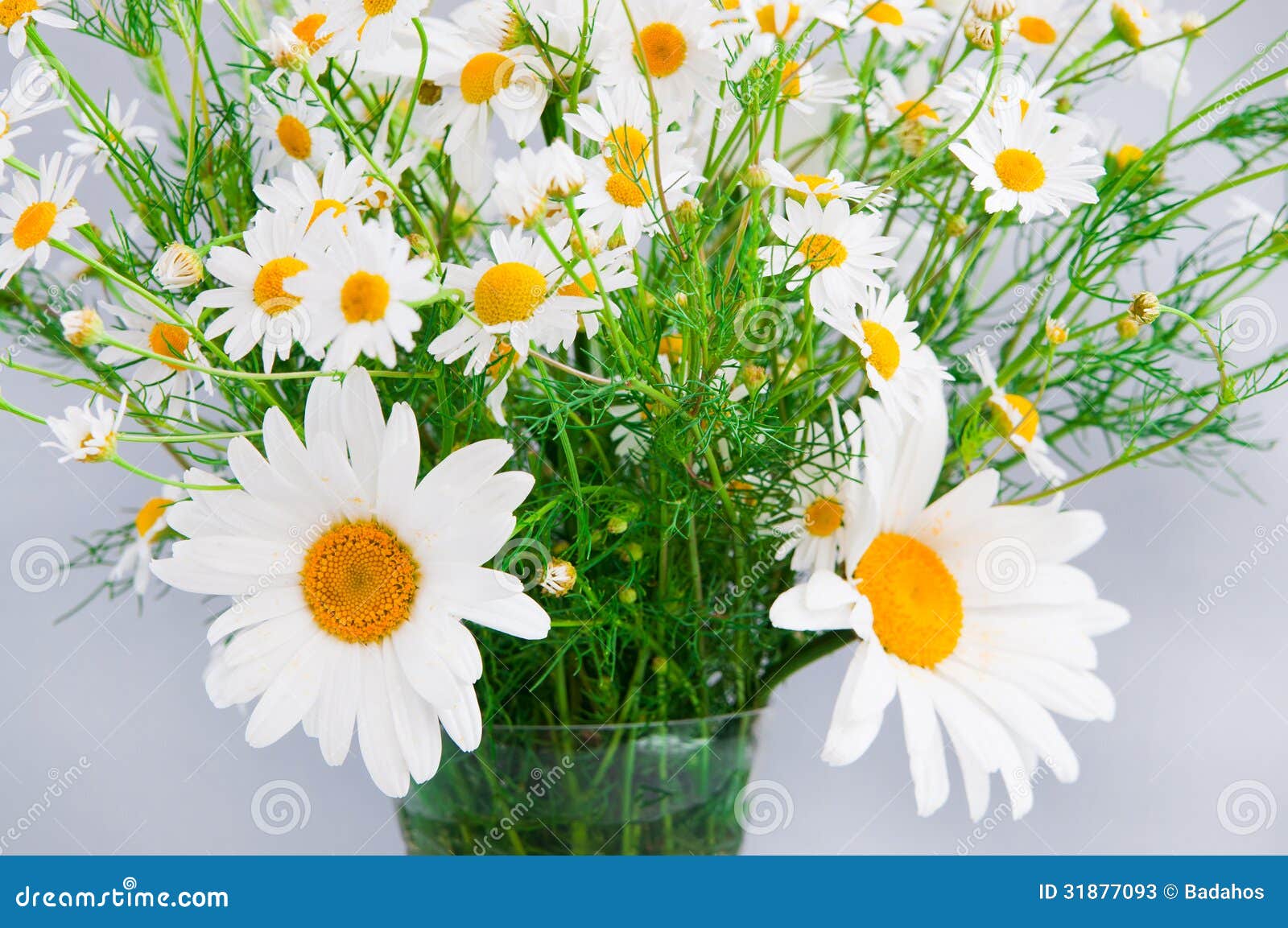 White daisies stock image. Image of arrangement, macro 31877093