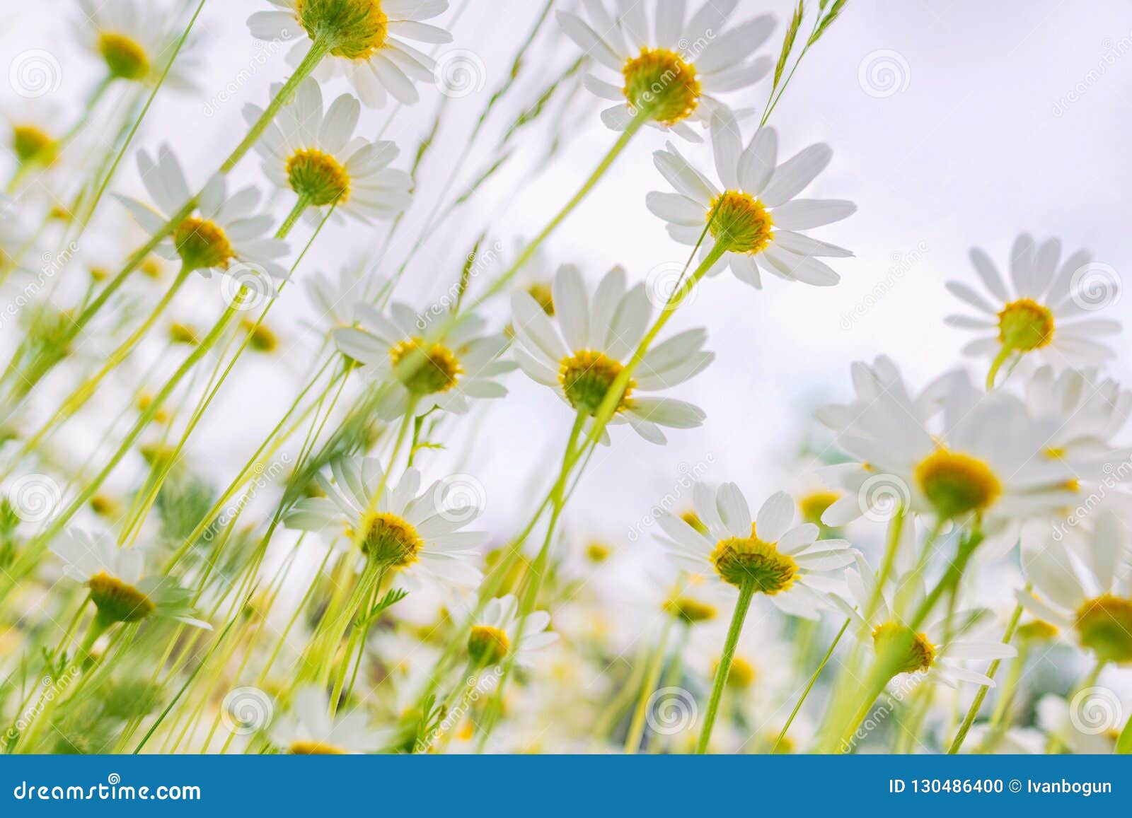 White daisies. stock photo. Image of design, fresh, nature 130486400