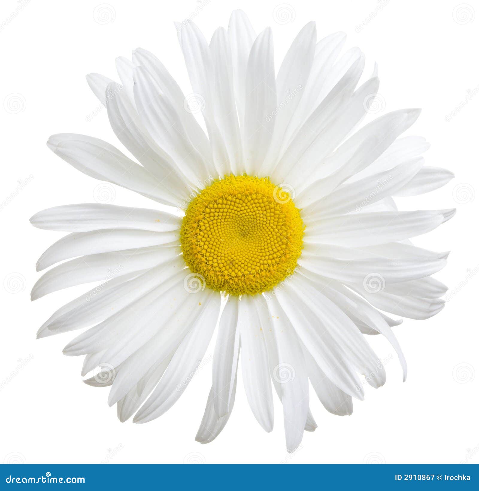 Pictures free daisies Types of
