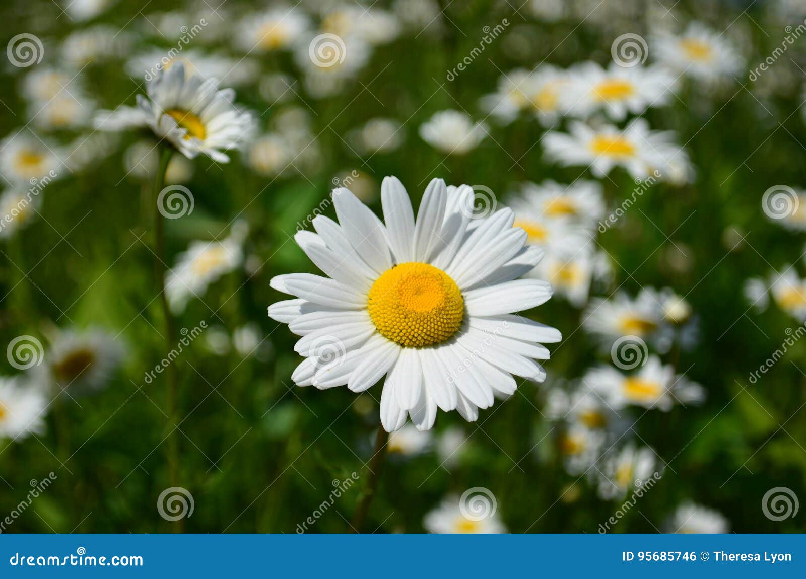 White Daisy in a Field of Wild Daisies Stock Photo Image of