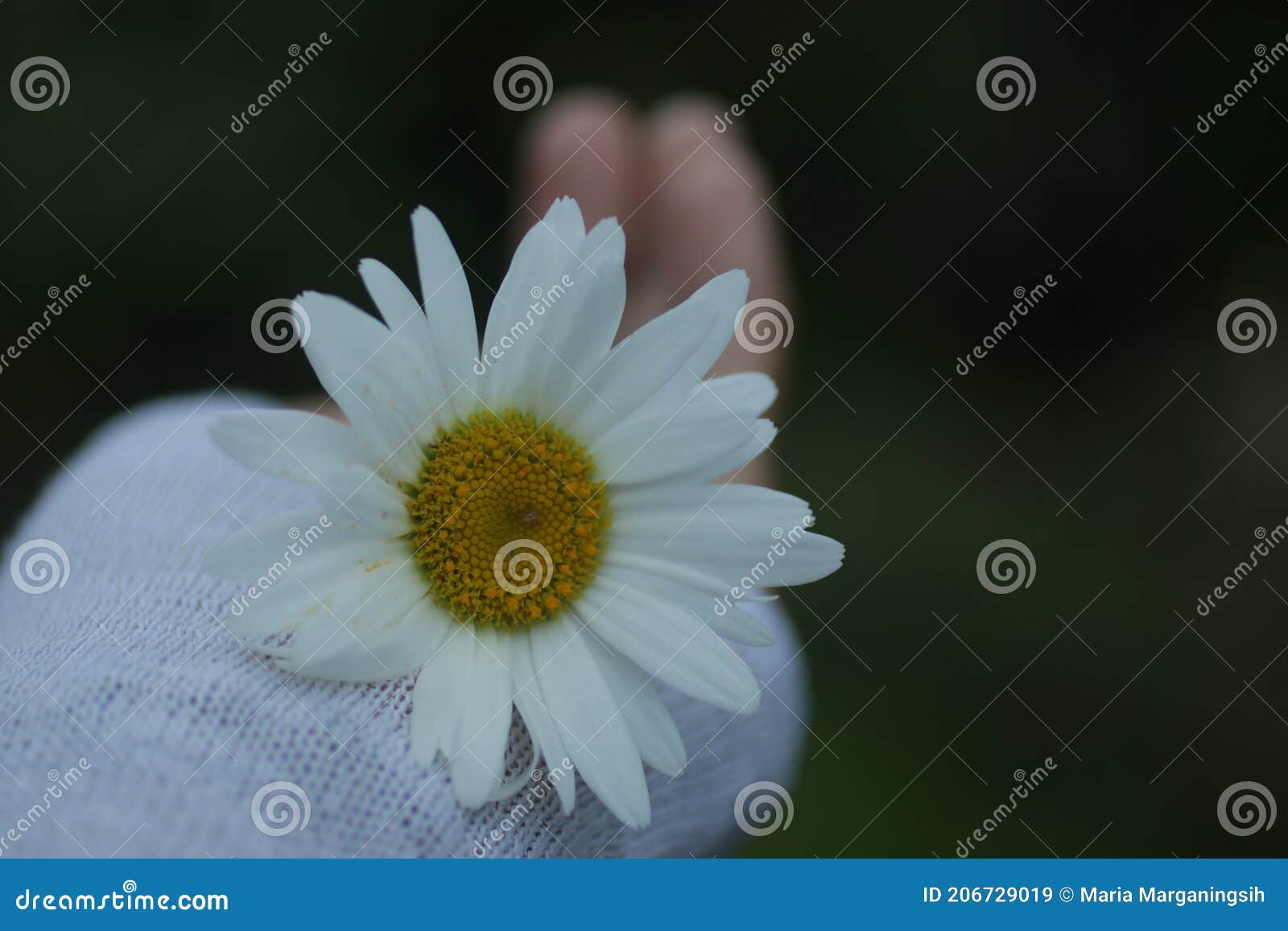 white daisy flower in hand. beauty in fragility and still life concept. self love and care conceptual. floral background.