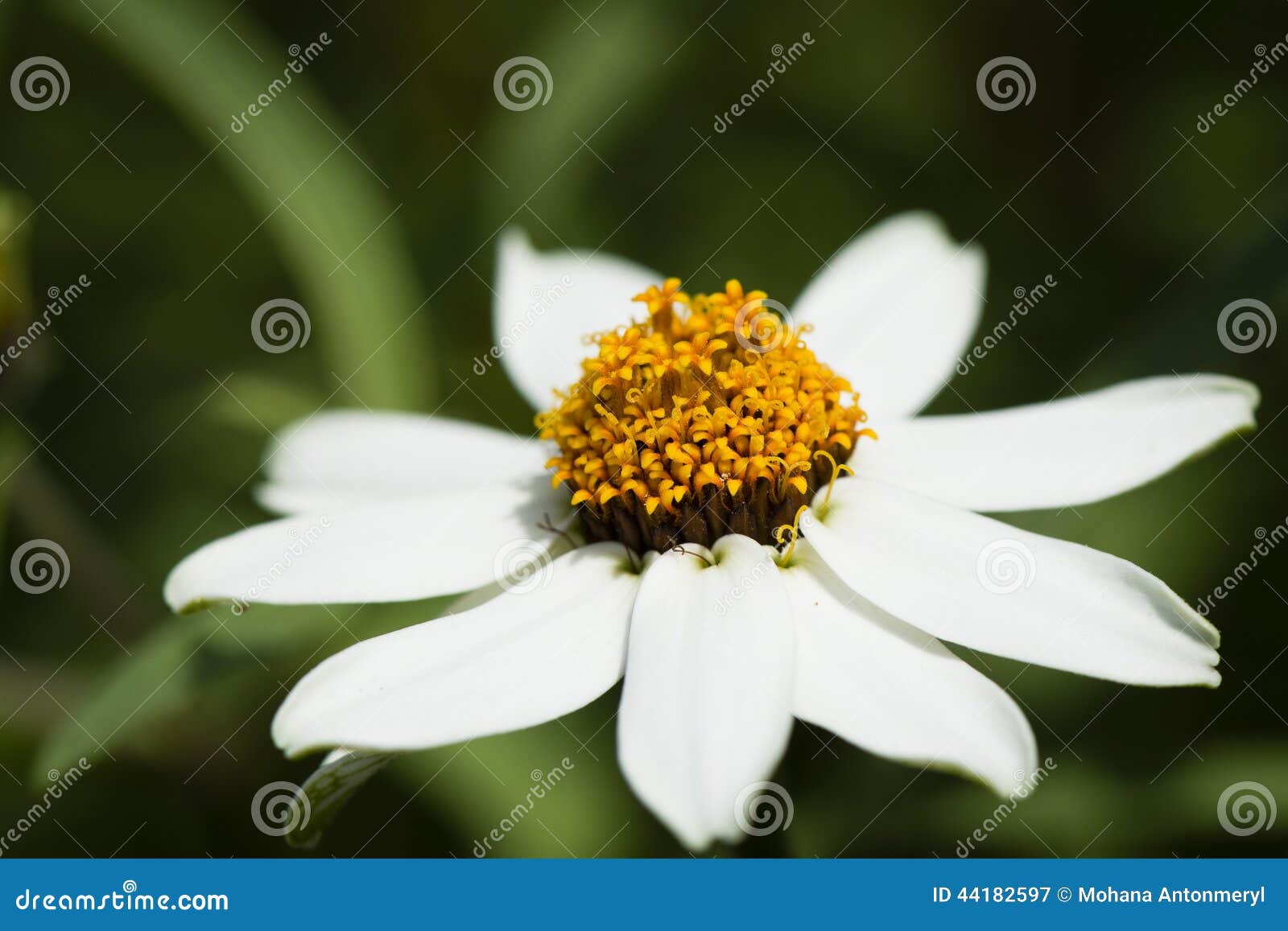 white daisy flower on a spring meadow