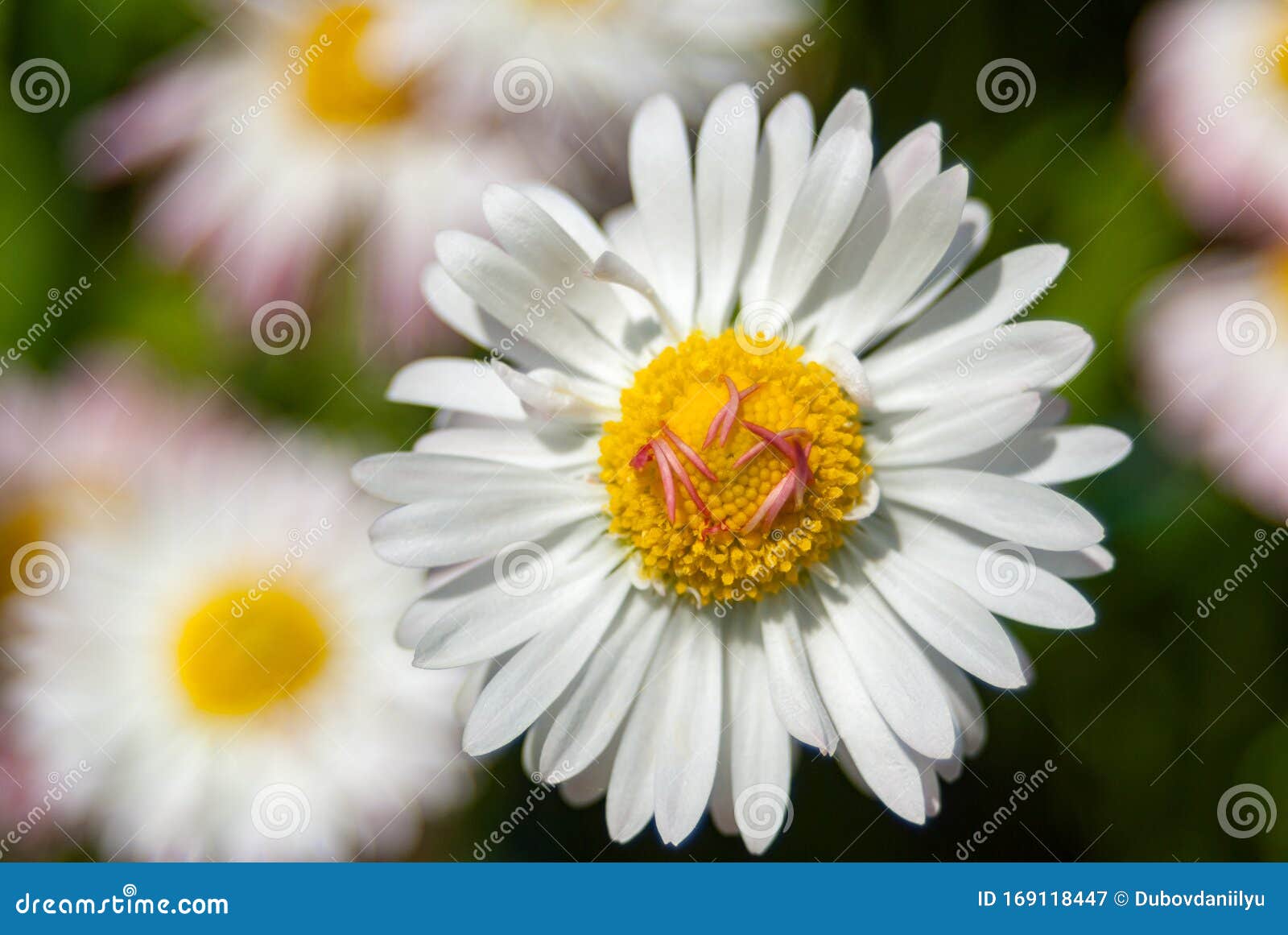 White Daisy Flower on a Sunny Bright Spring Day Stock Image - Image of ...