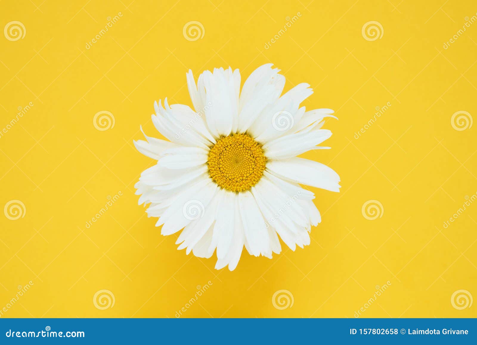 White Daisy Flower on Yellow Background. Copy Space, Top View Stock Photo -  Image of bloom, holiday: 157802658