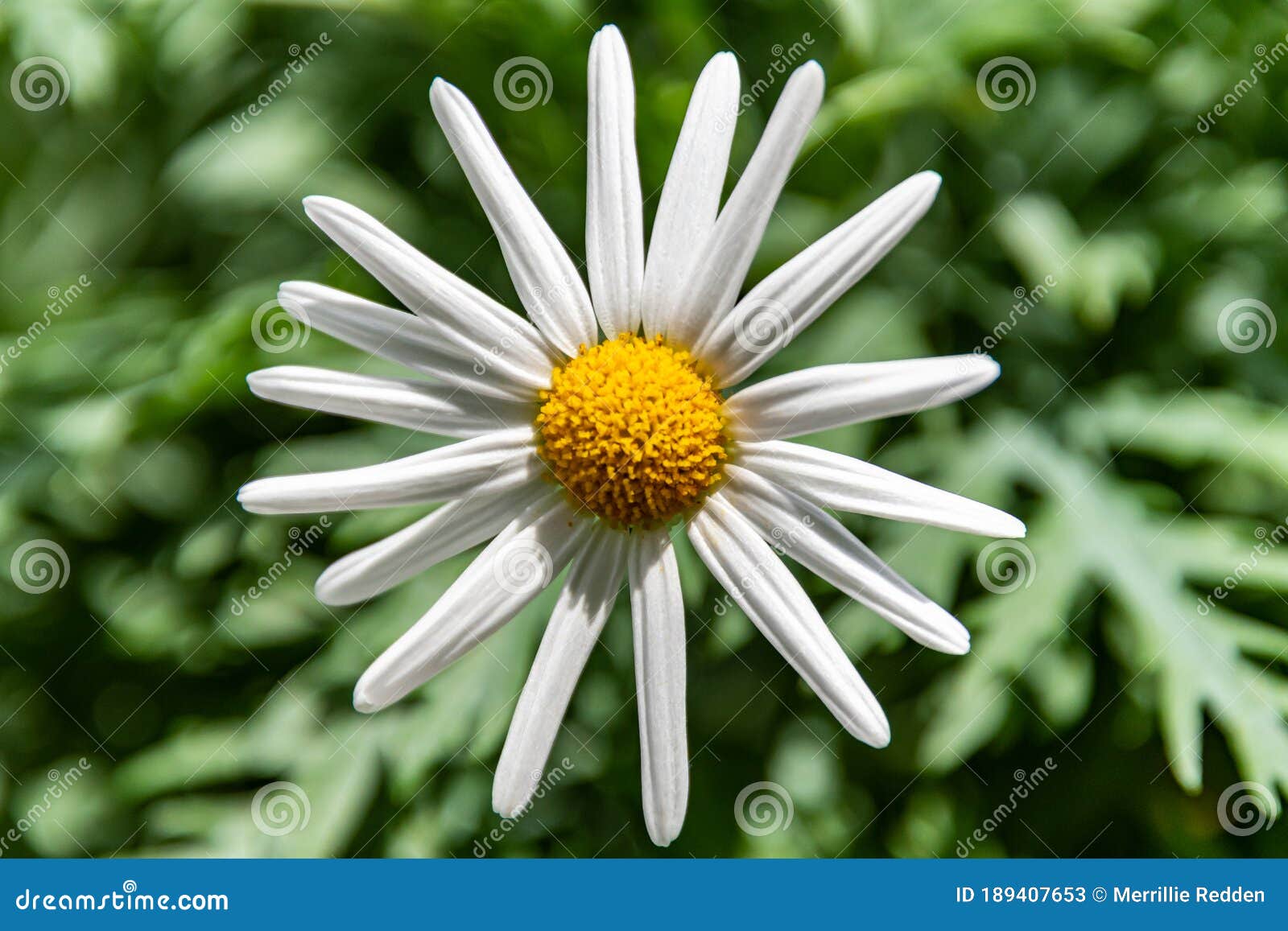 White Daisy Flower with Yellow Raised Center Stock Image Image of