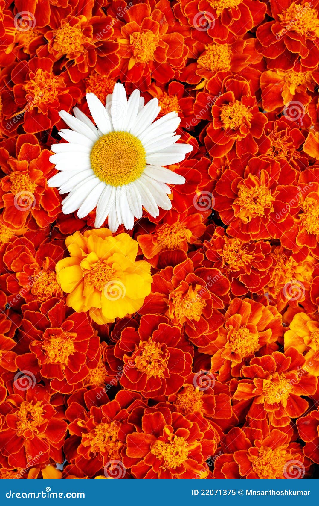 White Daisy and French Marigolds Stock Image Image of petal, blossom
