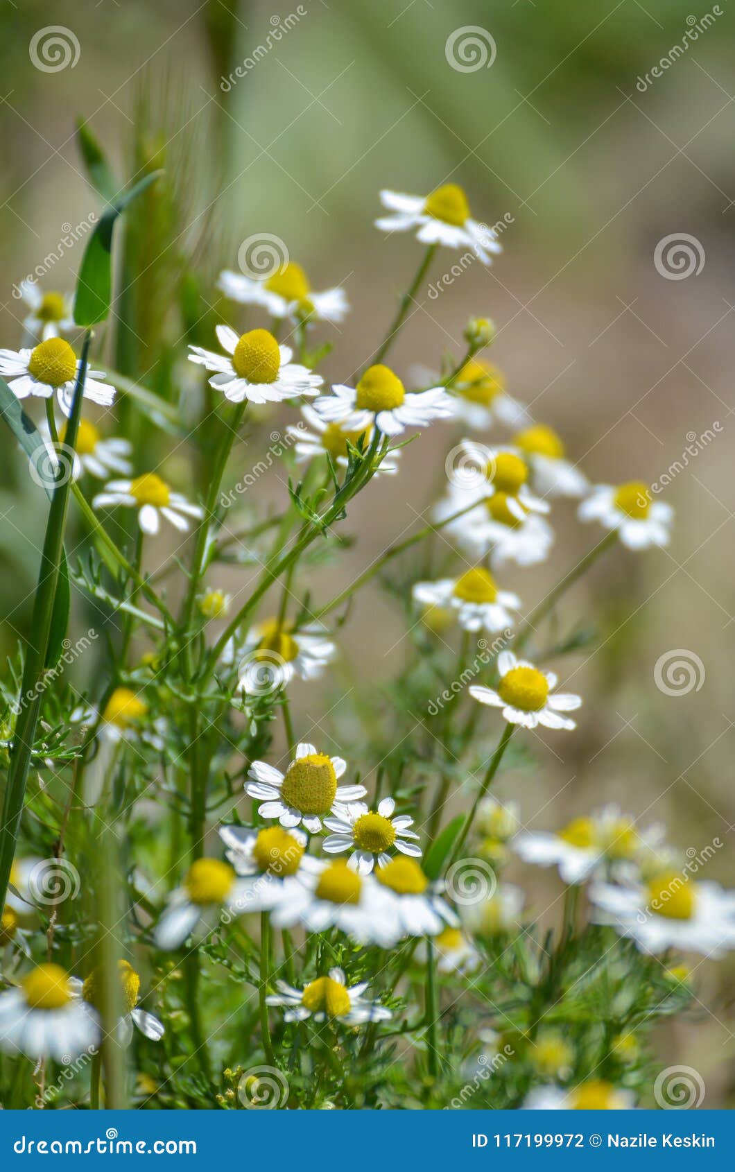 White daisy on green field stock photo. Image of beauty 117199972