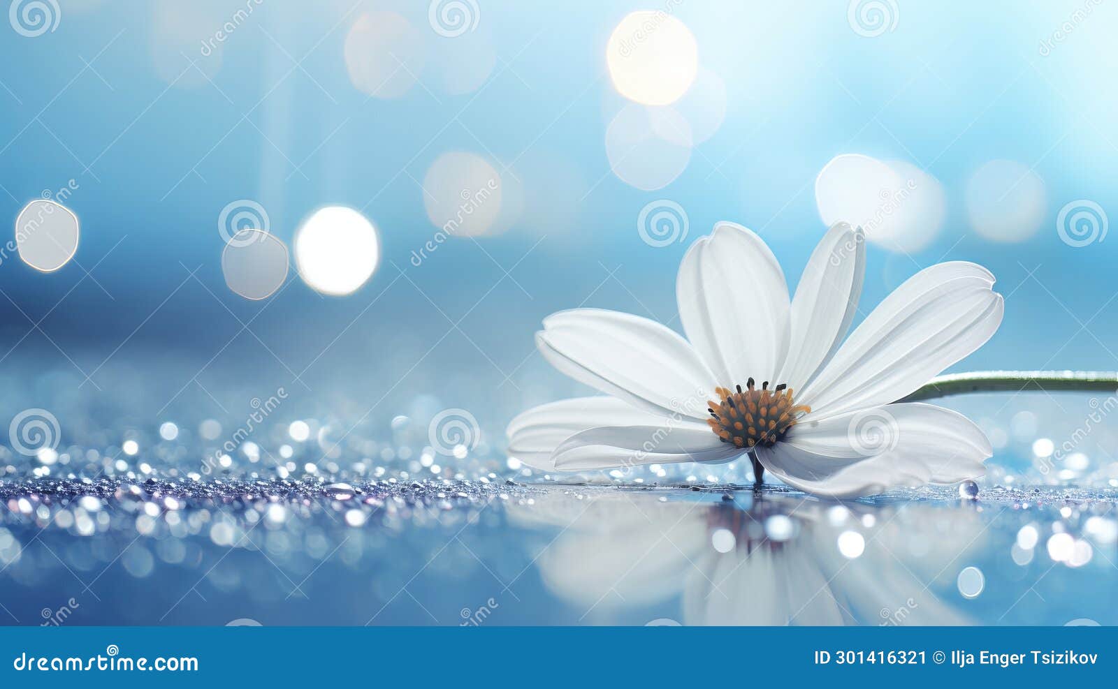 white daisy on  magical bokeh background with two thirds copy space for text on left side.