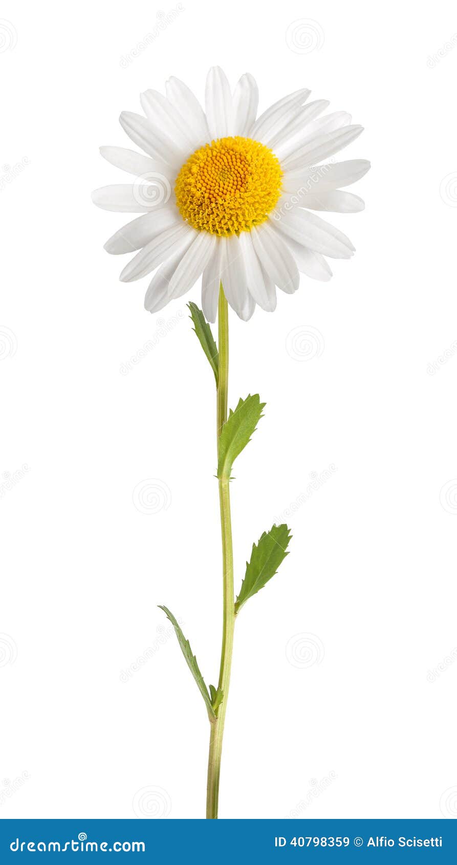 white daisy