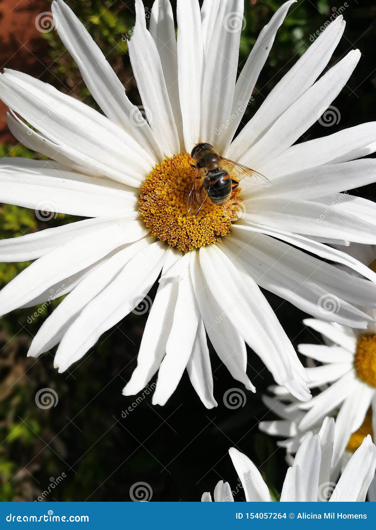 White Daisy with Yellow Center Stock Photo Image of macro, petal
