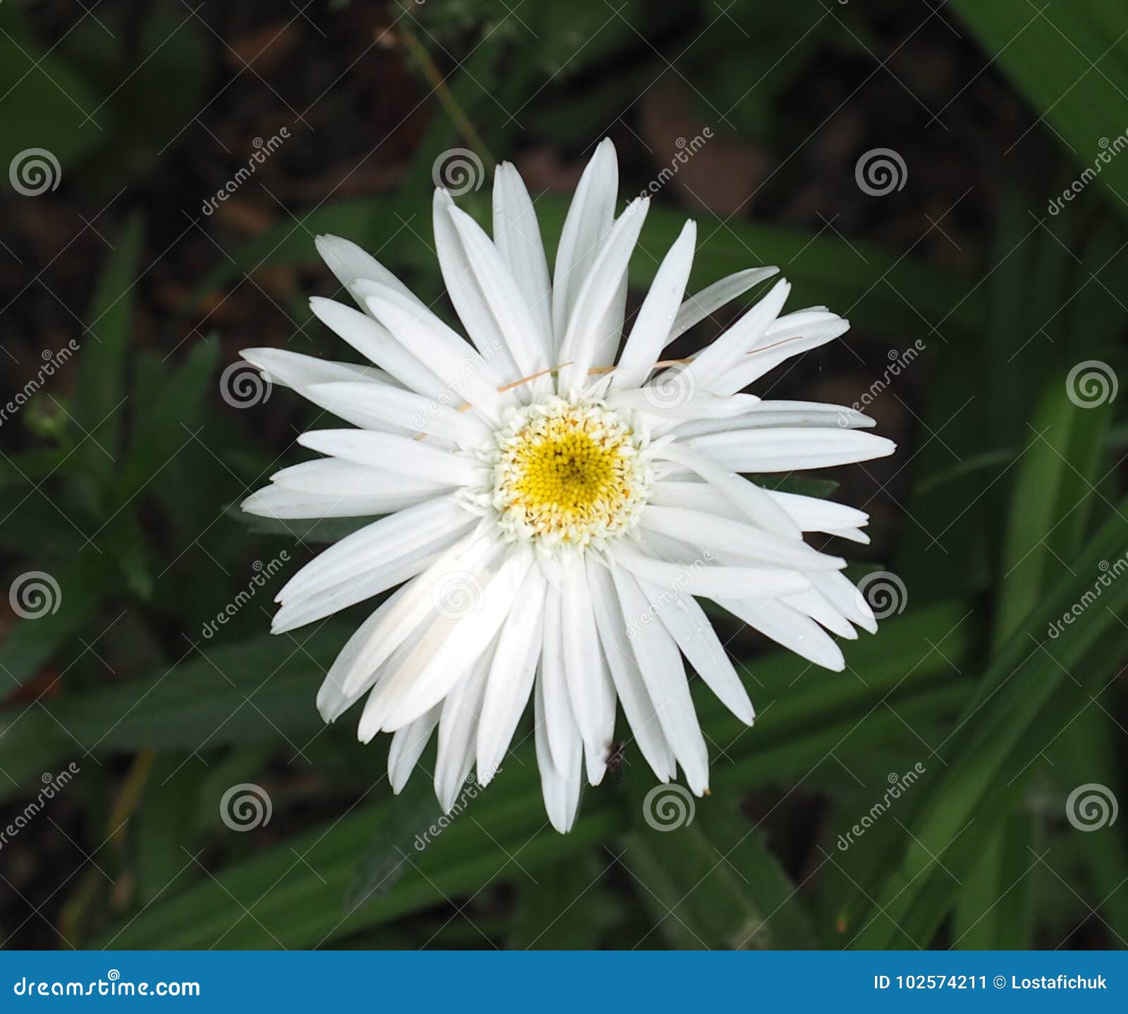 White Daisy with Yellow Centre Stock Image Image of flower, composite