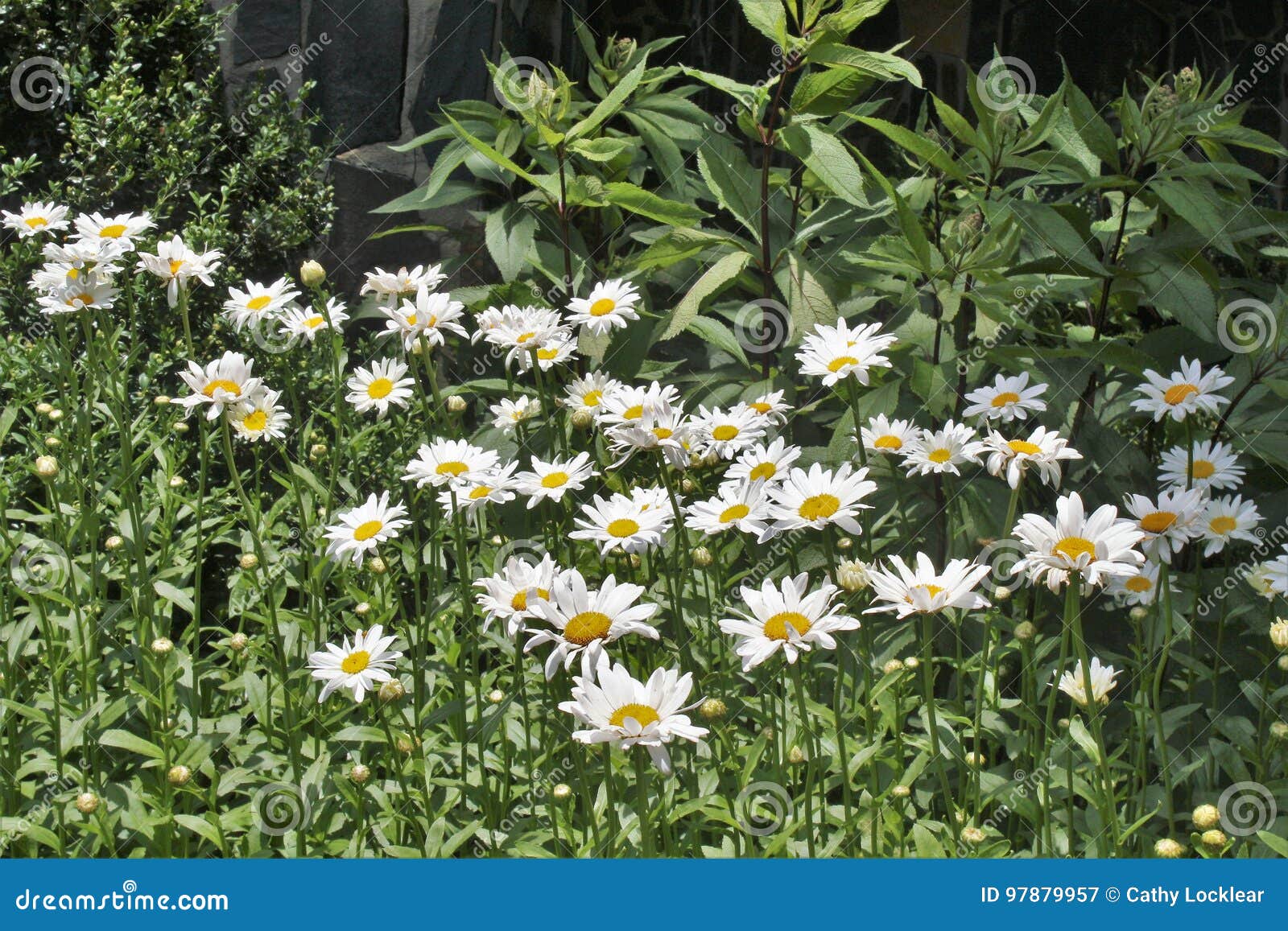 White Daisys in bloom stock image. Image of bloom, flora 97879957