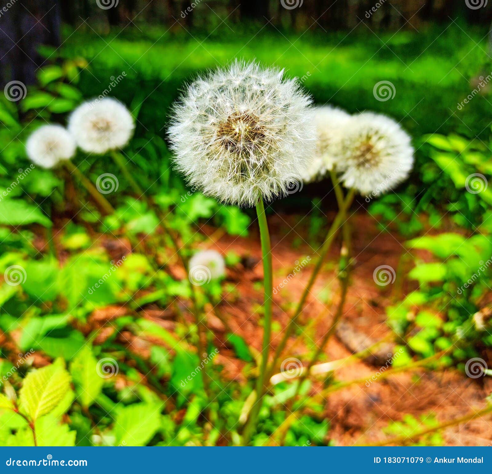 White Dandelion Flower Growing in the Forest Stock Image Image of