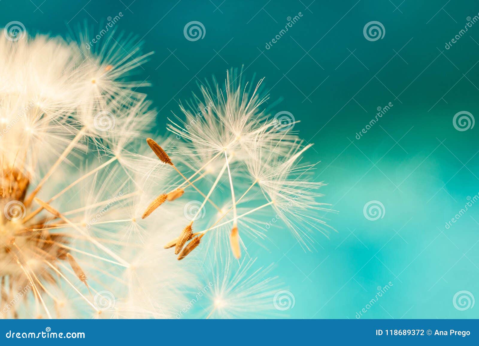 white dandelion seeds blowing in blue turquoise background
