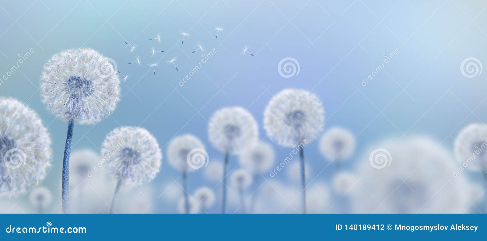 White Dandelions on Blue Background Stock Photo Image of landscape