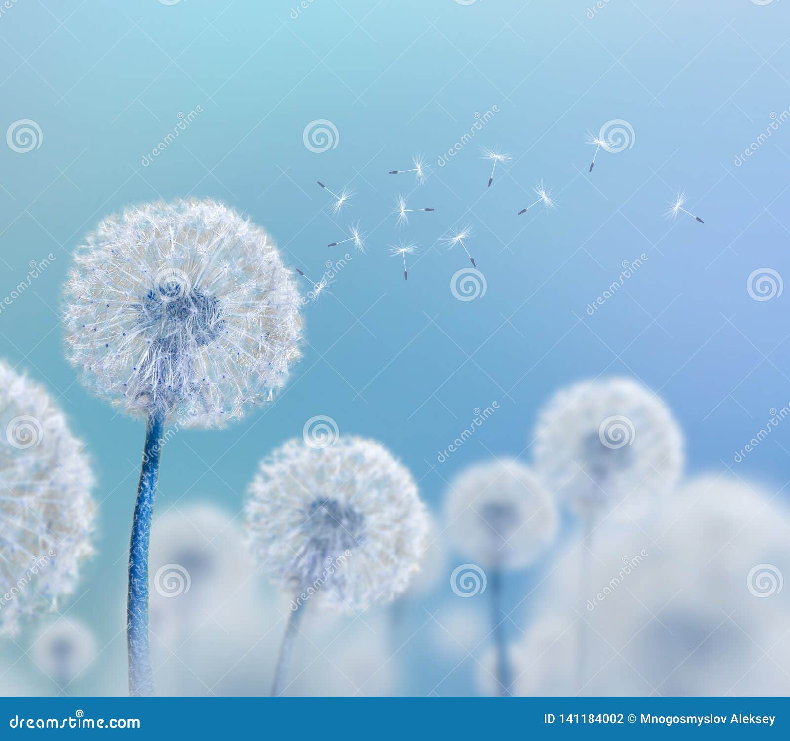 White Dandelions on Blue Background Stock Photo Image of flower