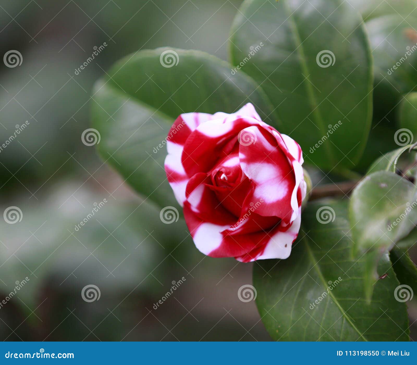White and Dark Red Rosa Aurora,rose Bengal Camellia, Japonica in Full Bloom  with Water Drops and Green Leaf Stock Photo - Image of daynphoto, azaleain:  113198550