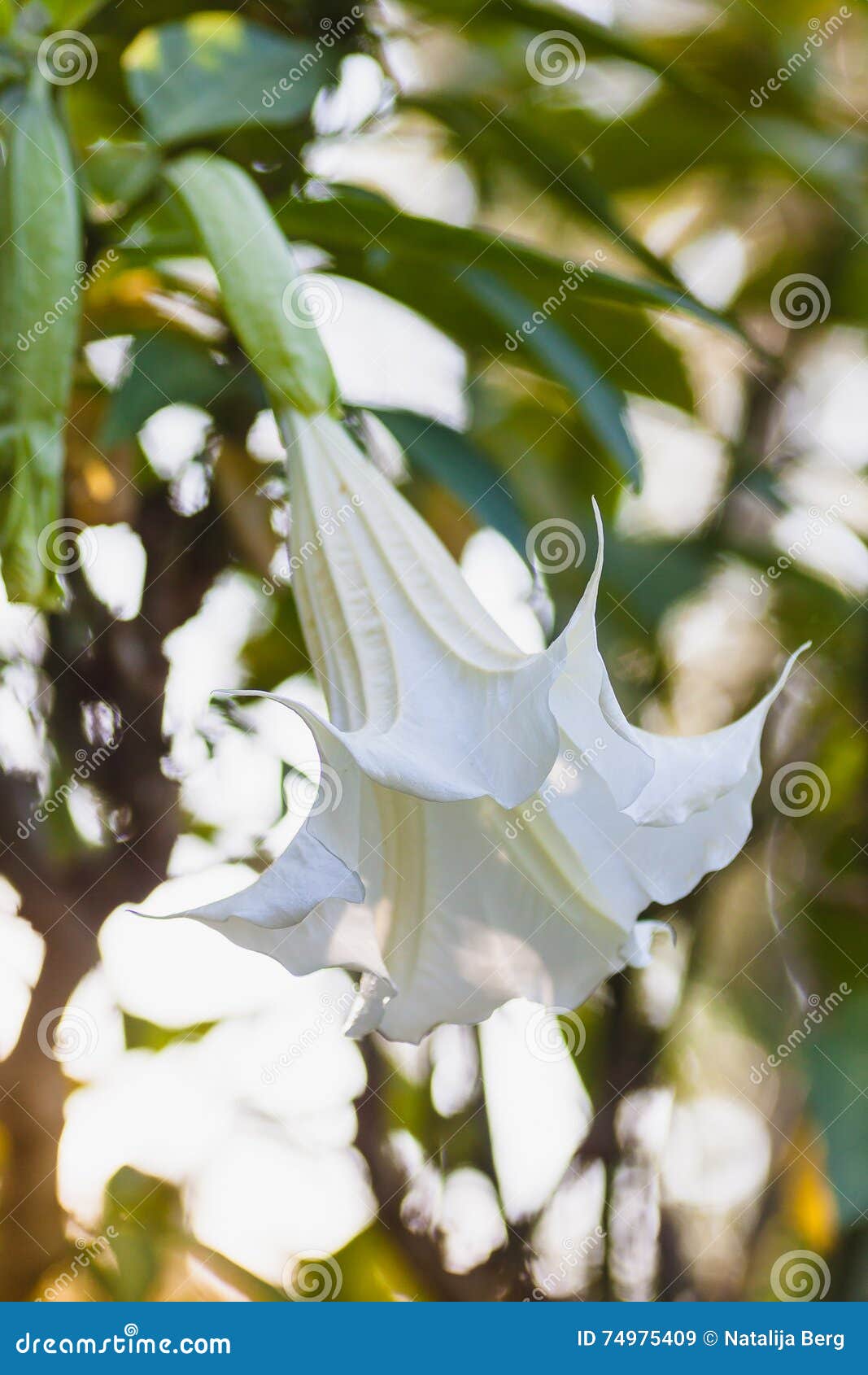 white datura also known as devils trumpets