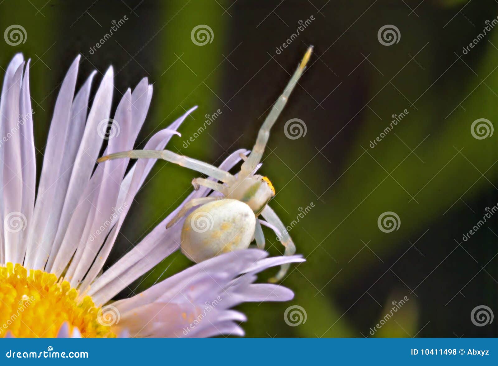 White death. White Spider Lurking in the Grass