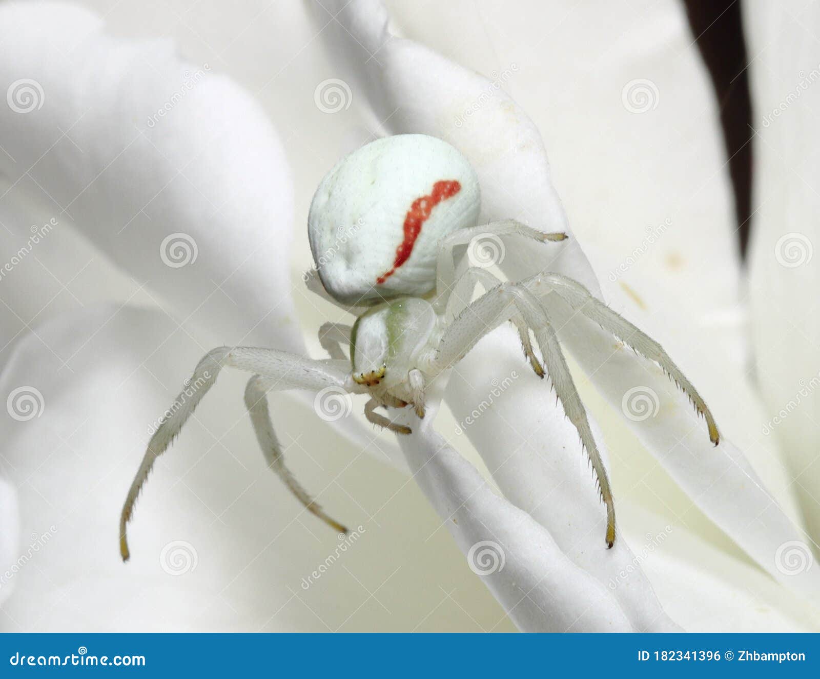 White Death Crab Spider Misumena Vatia Photo - of large, creepy: 182341396
