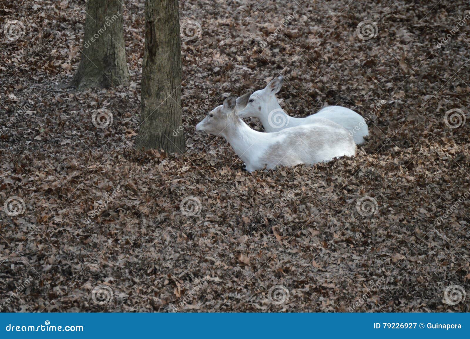 White Deer laying down stock image. Image of female, recessive 79226927