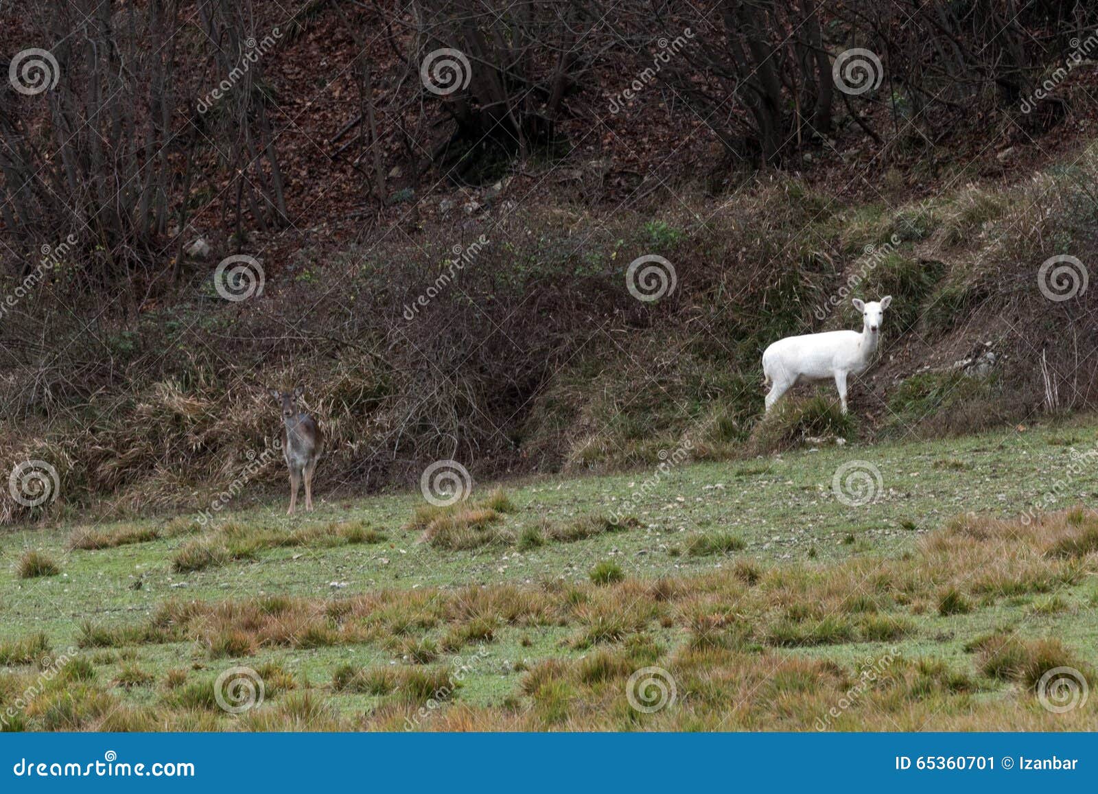 white deer ultra rare portrait