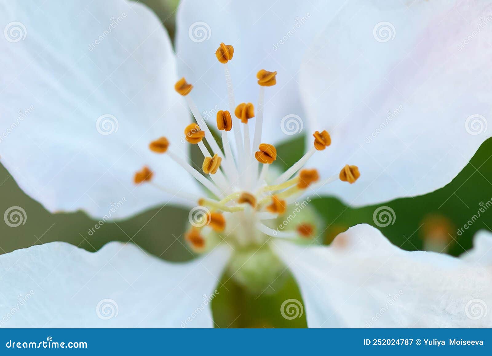 White delicate flower stock image. Image of eucalyptus 252024787