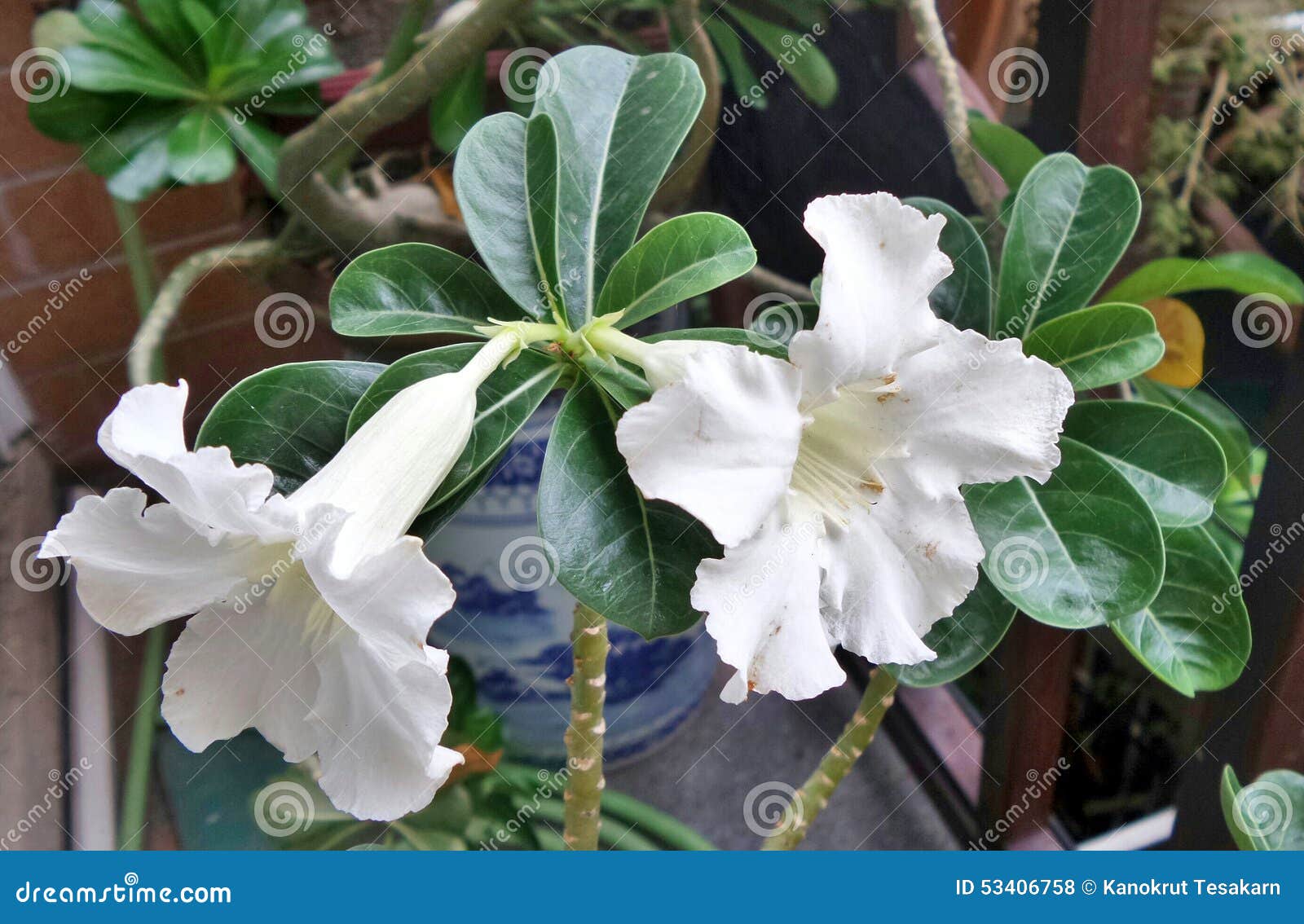 White desert roses stock photo. Image of leaves, green 53406758
