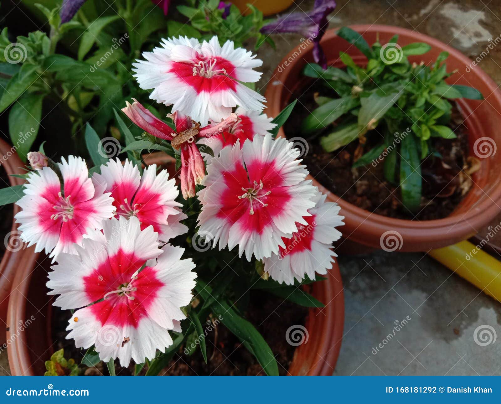 white dianthus flowers with red shade giving a beautiful look