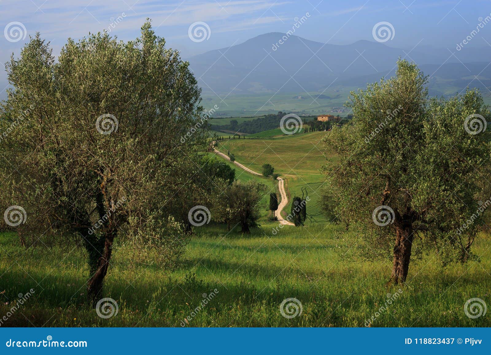 white dirt road through the olive trees