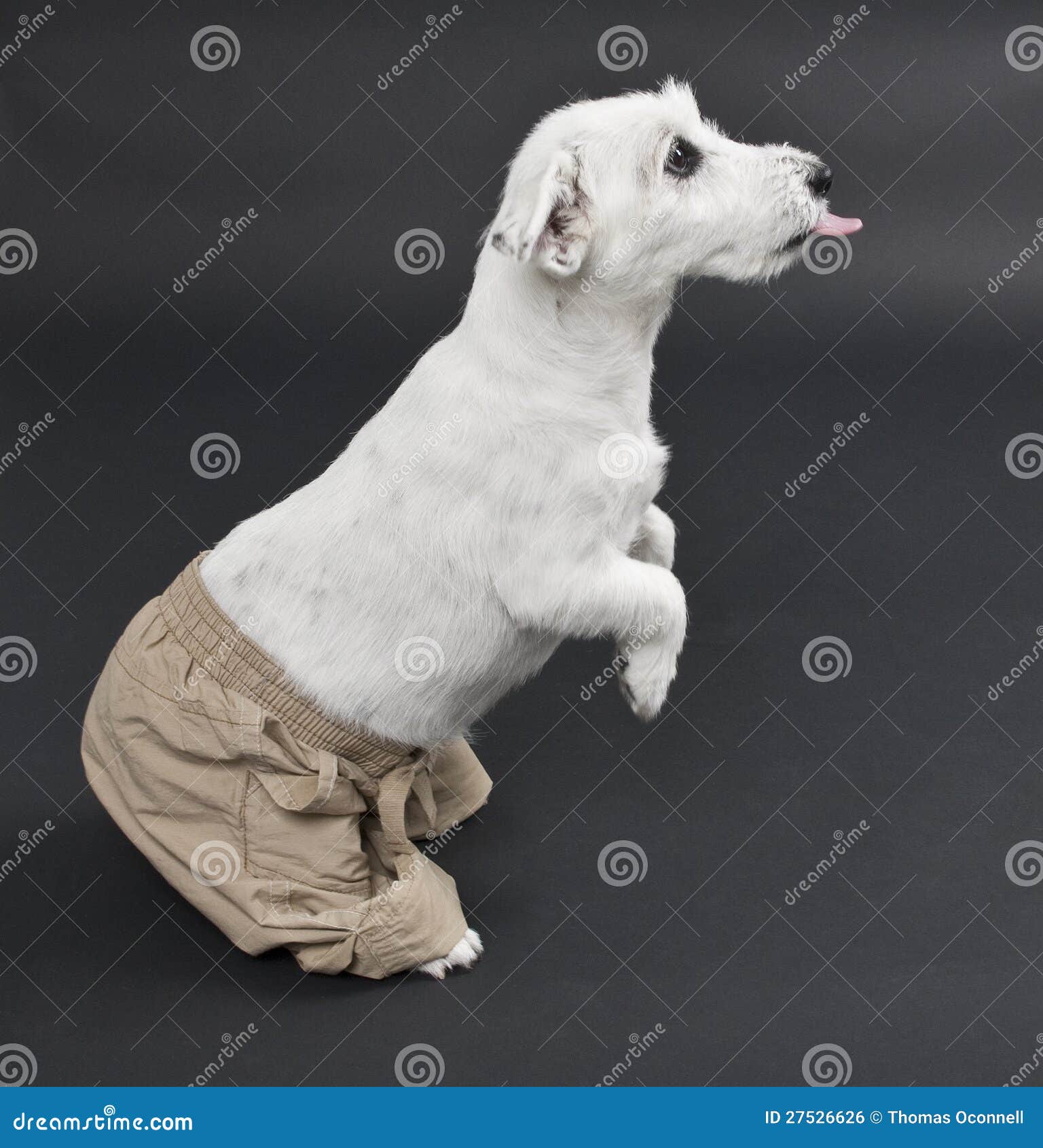 dog in pants