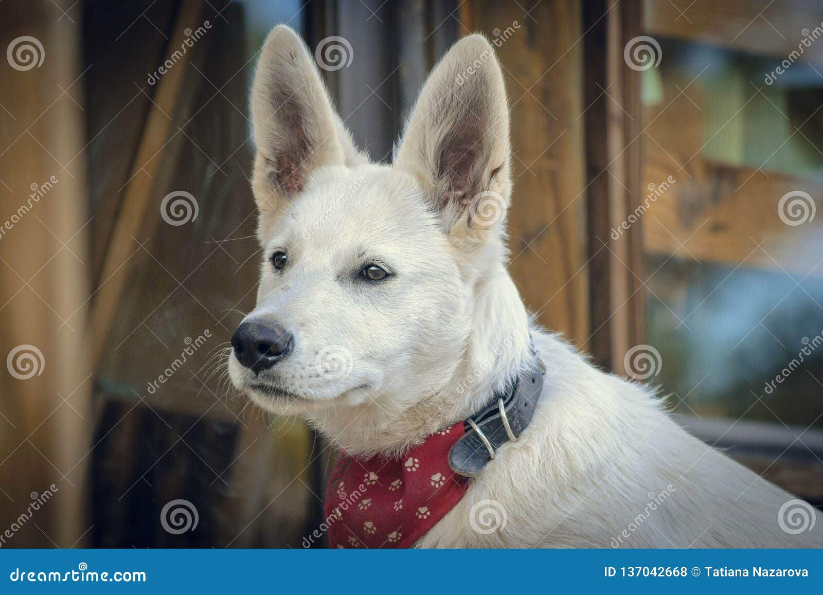 white dog muzzle