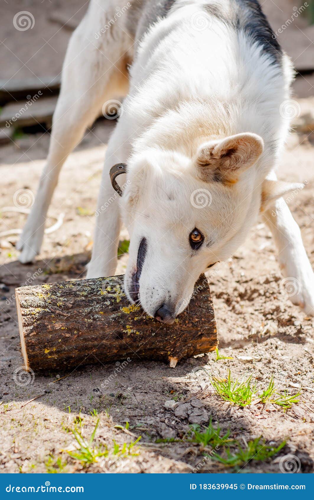white dog with black spots looks piercingly.