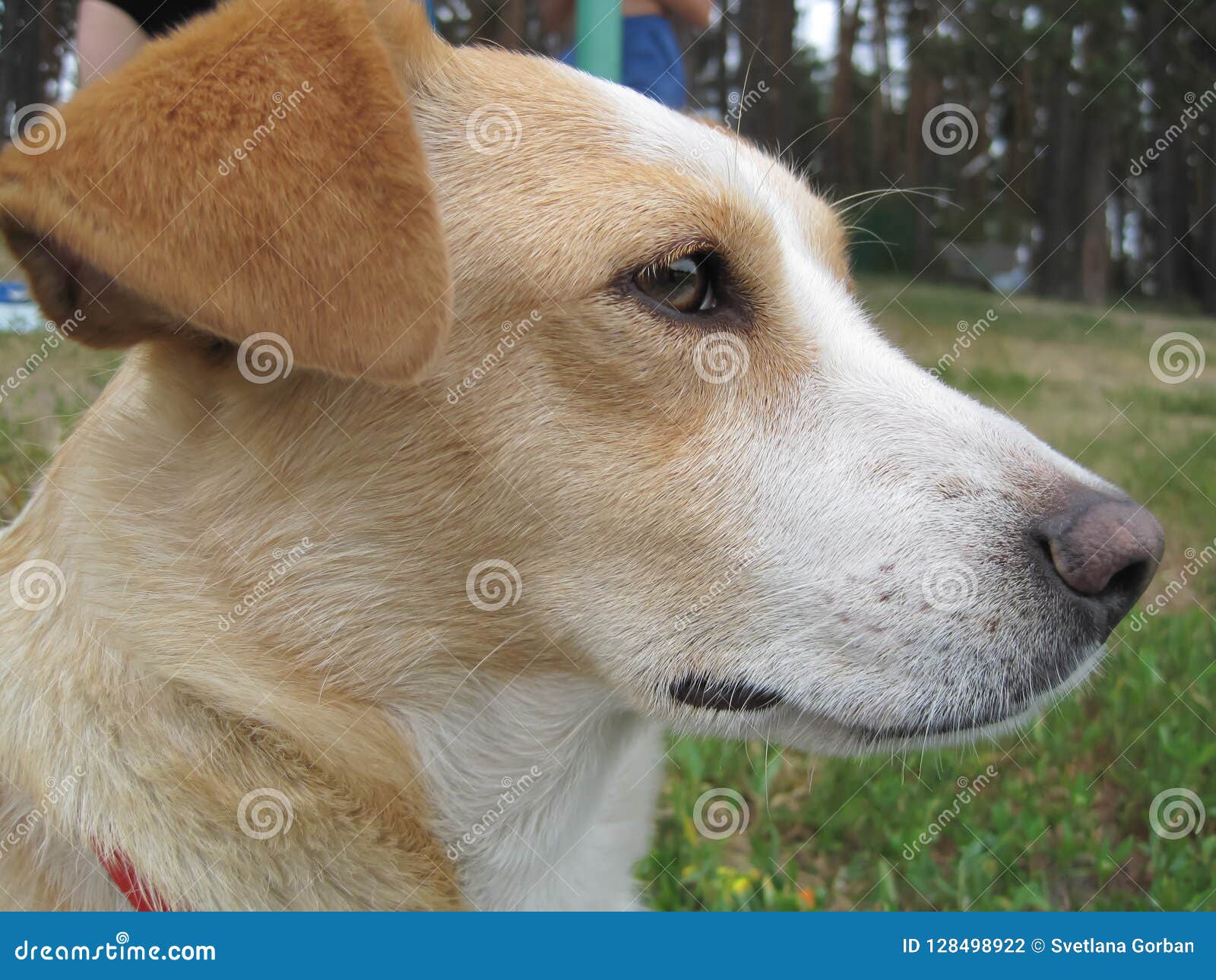 A White Dog with Brown Spots on Its Muzzle Sits on the Grass. Stock