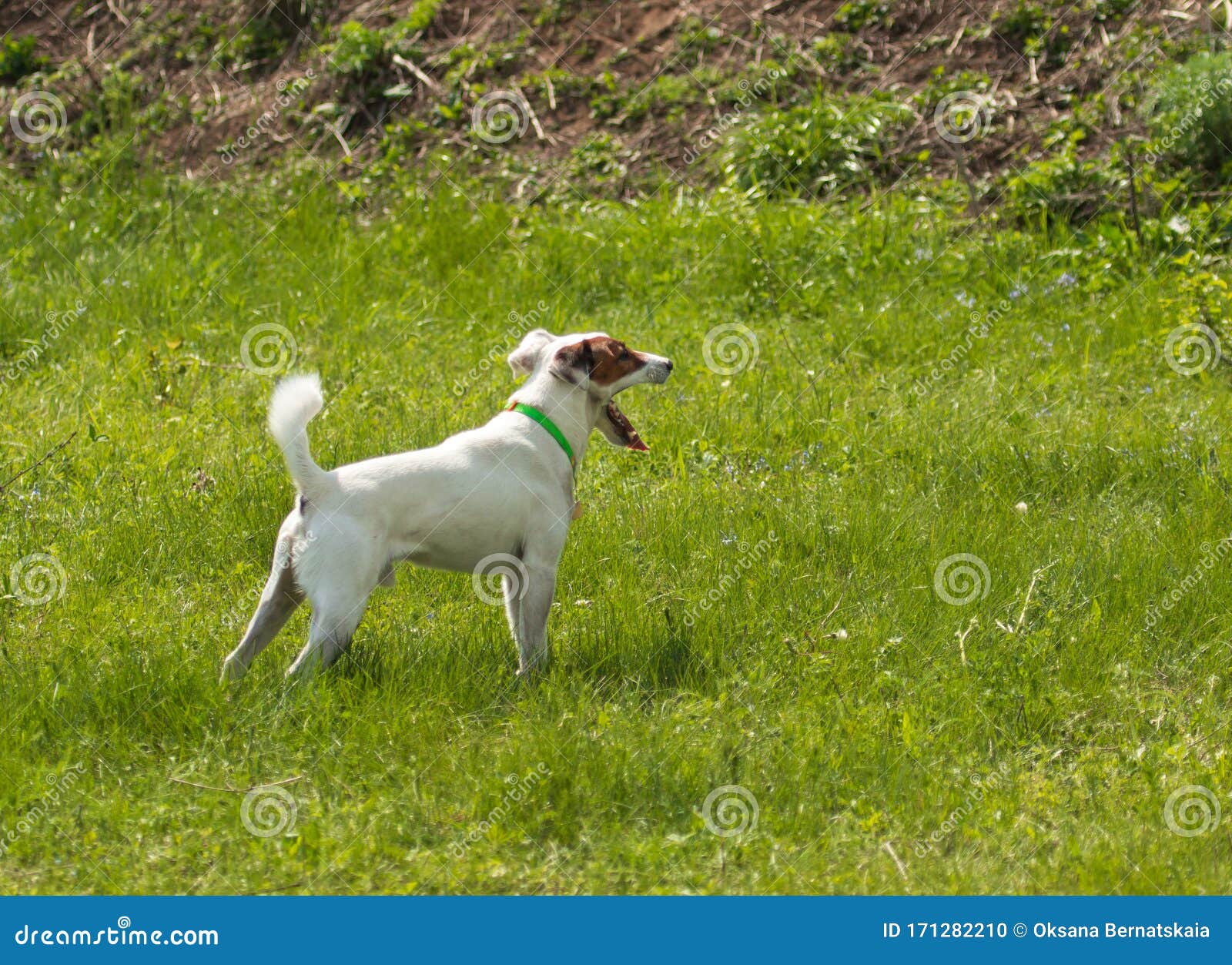 White Dog with Brown Spots Playing on the Grasswhite Dog with Brown