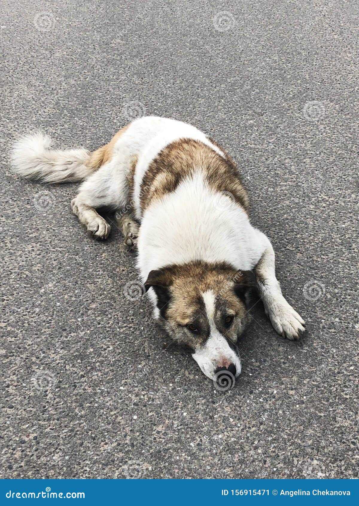White Dog with Brown Spots on the Street Stock Image Image of brown