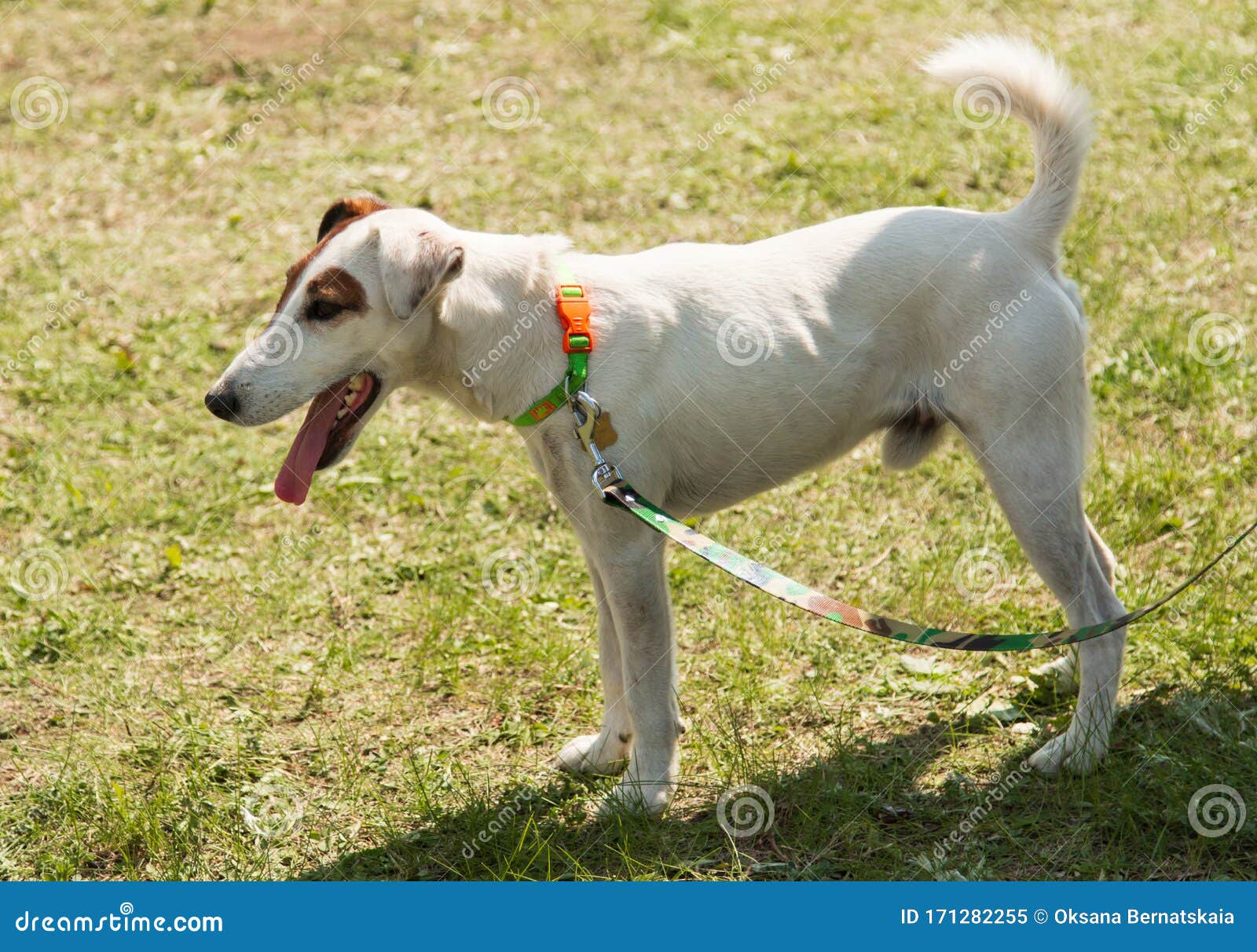 White Dog with Brown Spots for a Walk Stock Image Image of head