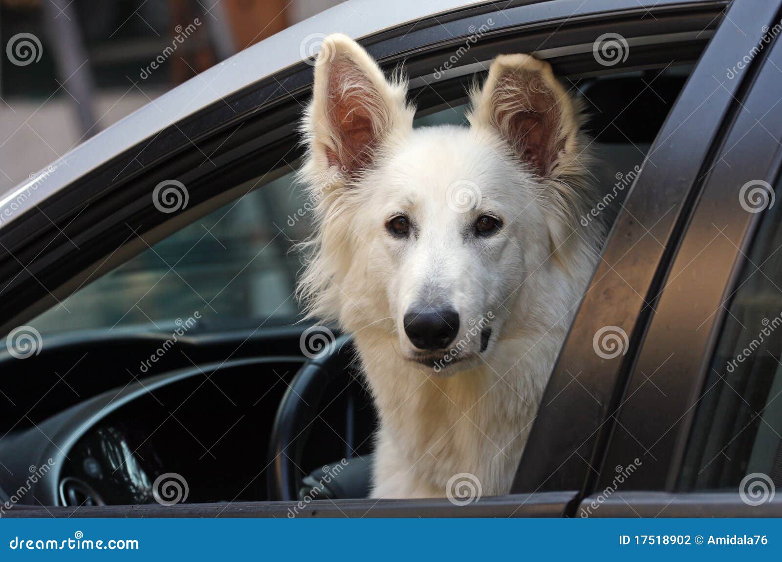 White dog in the car stock photo. Image of watch, breed - 17518902
