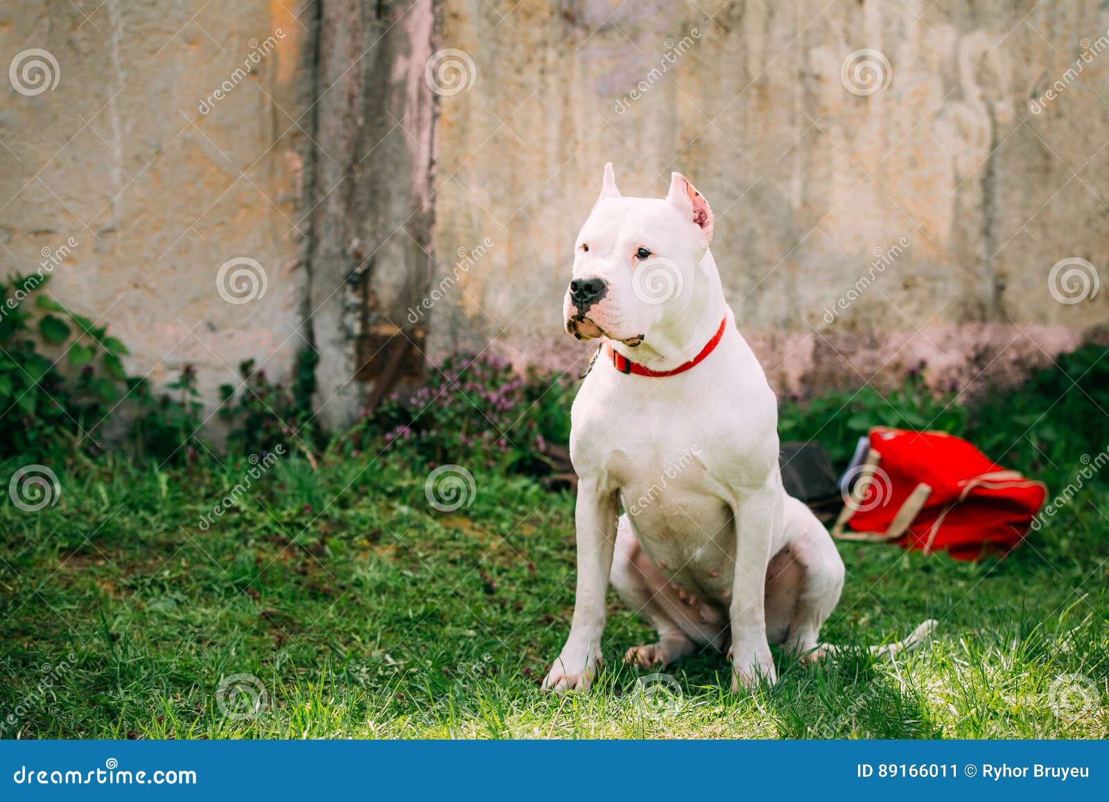 White Dog of Dogo Argentino Also Known As the Argentine Mastiff
