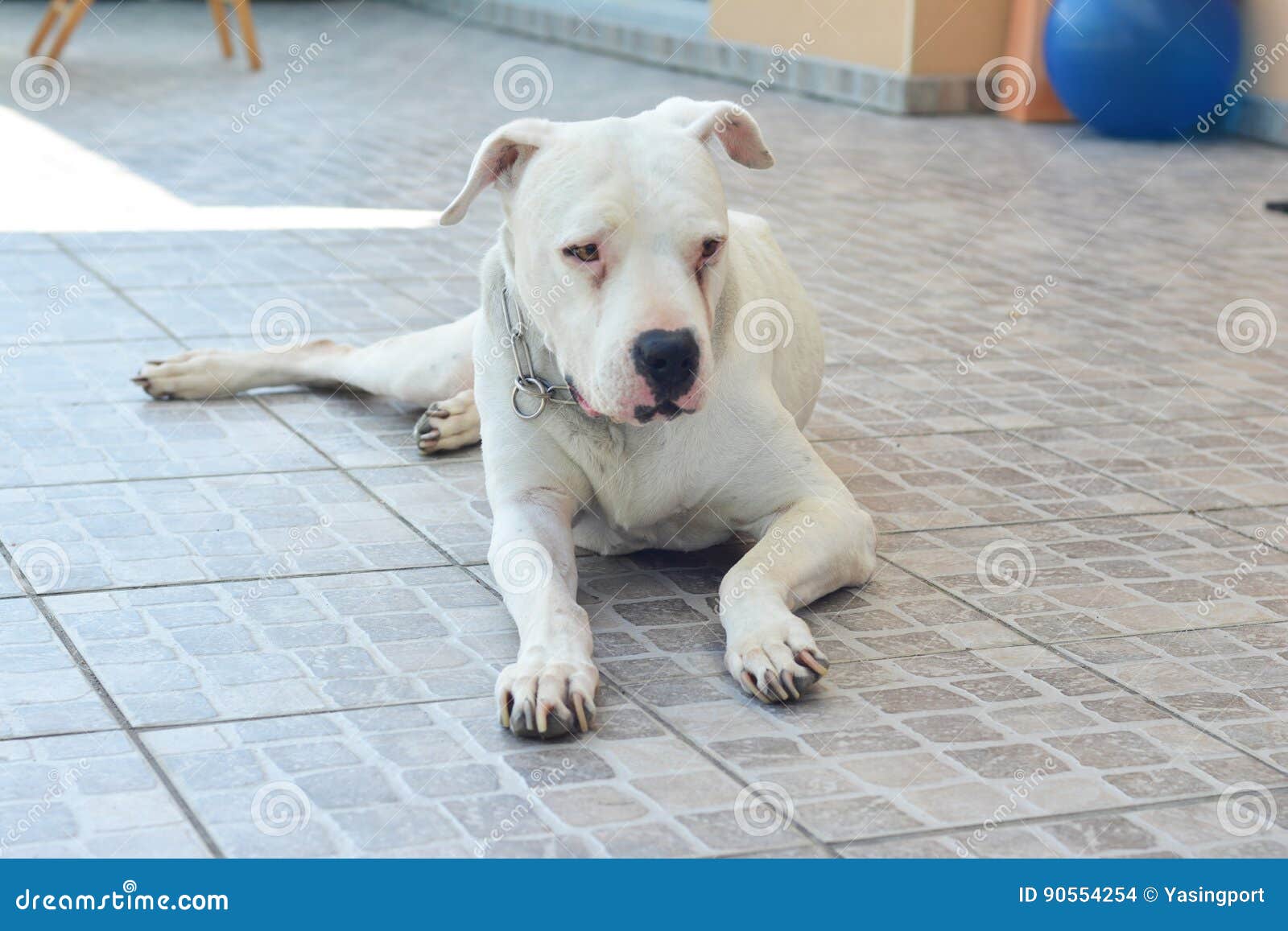 Dogo Argentino - Argentine Mastiff