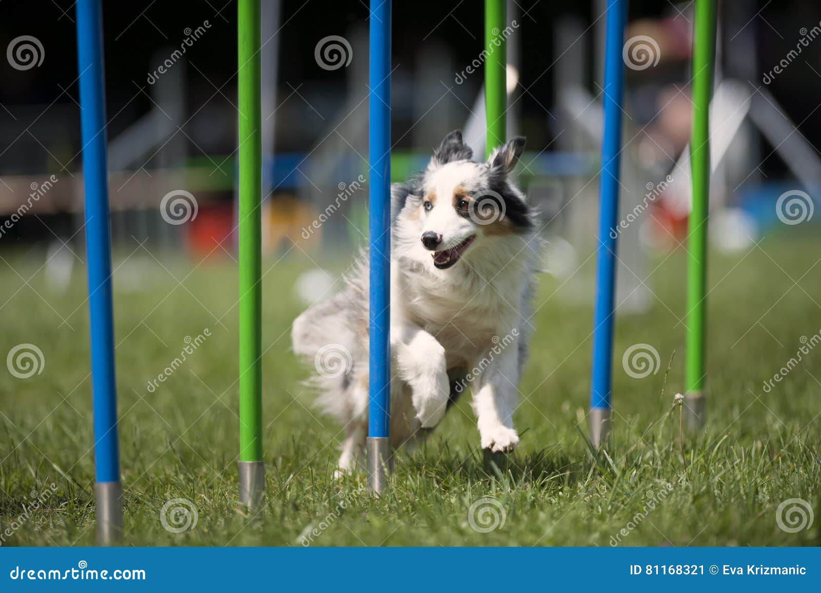 White Dog Doing Slalom on Agility Course Stock Image Image of