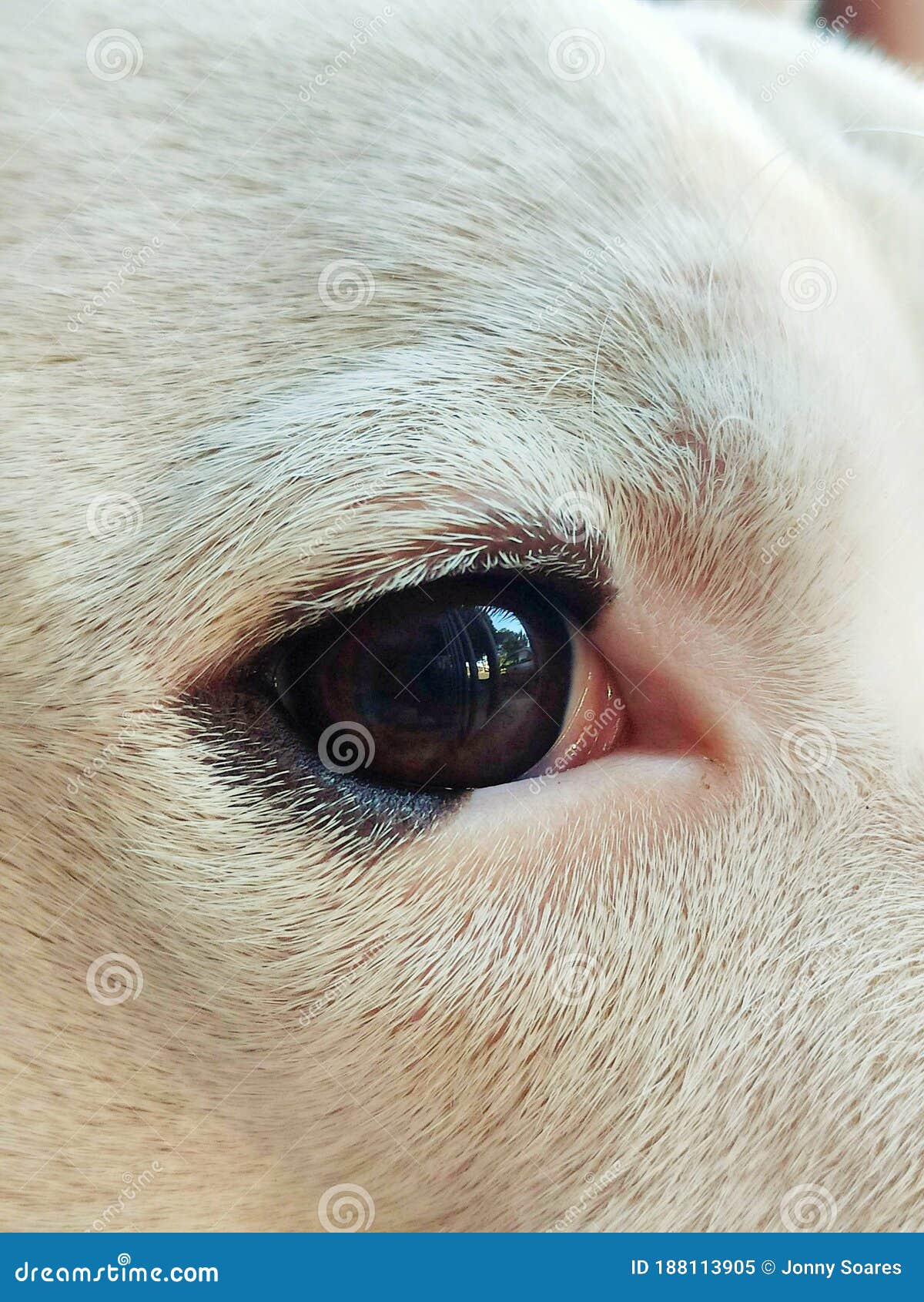 white dog eye in focus