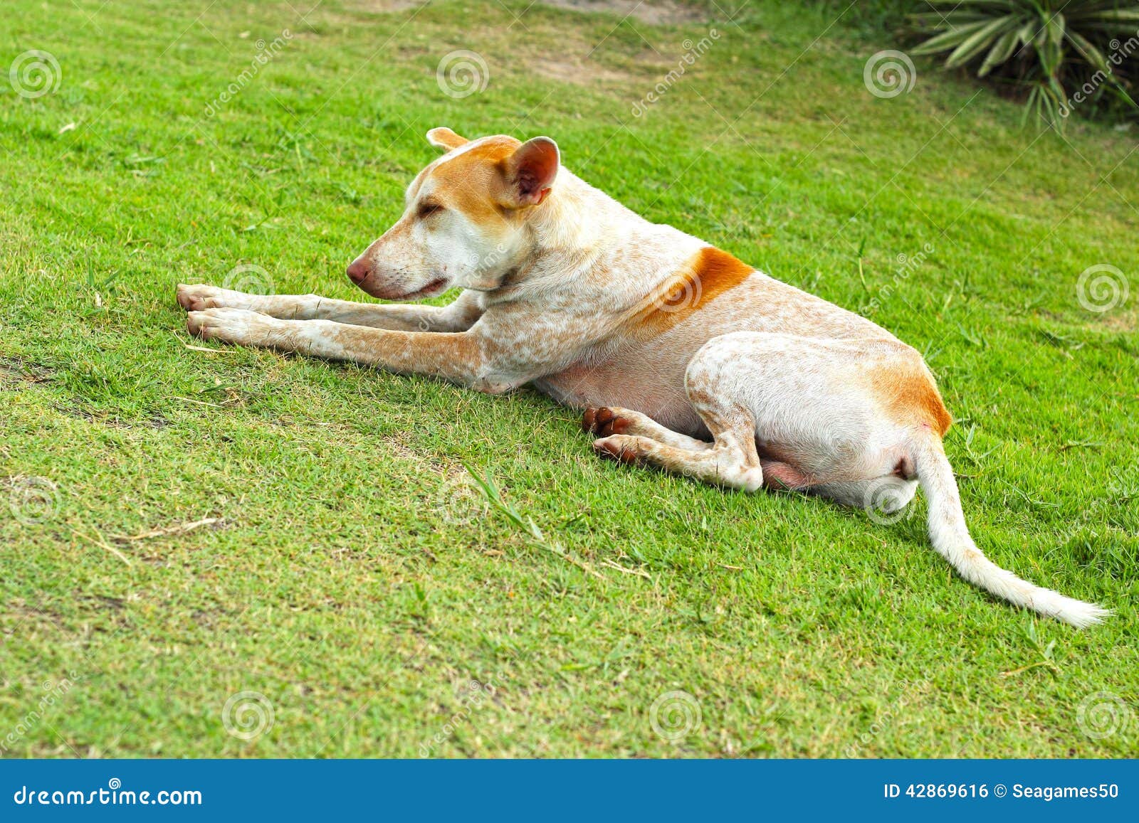 White Dog on the Green Grass. Stock Photo Image of adult, canine